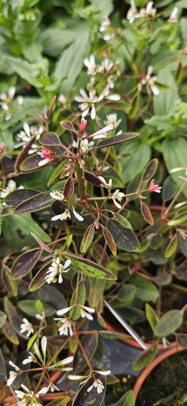 Euphorbia 'Shades in Pink'