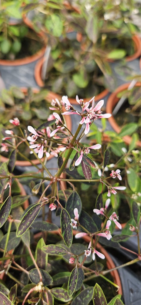Euphorbia 'Shades in Pink'