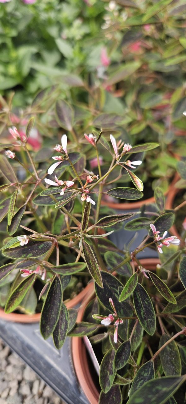 Euphorbia 'Shades in Pink'