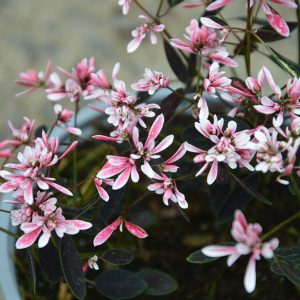 Euphorbia 'Shades in Pink'