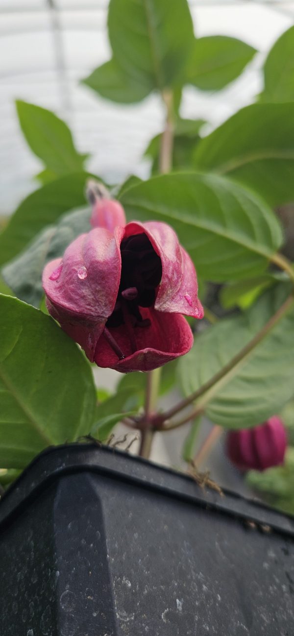 Fuchsia 'Blacky' 2 Fuchsia 'Blacky'