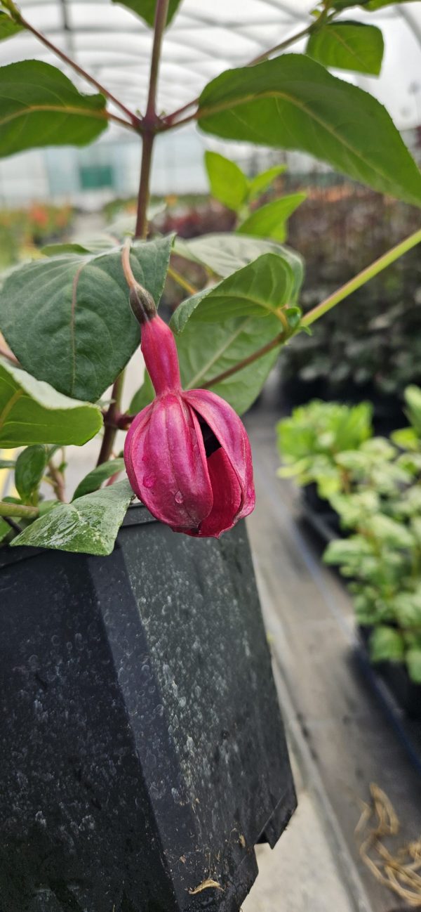 Fuchsia 'Blacky' 3 Fuchsia 'Blacky'