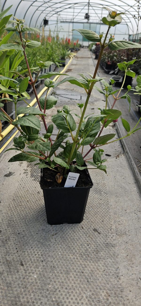 Fuchsia 'Blacky' 4 Fuchsia 'Blacky'