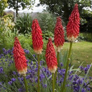 Kniphofia 'Amazing Fun'