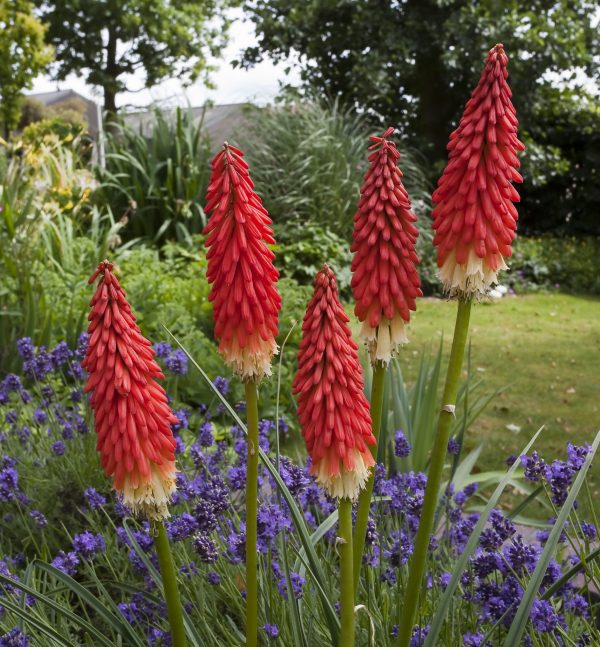 Kniphofia 'Amazing Fun'