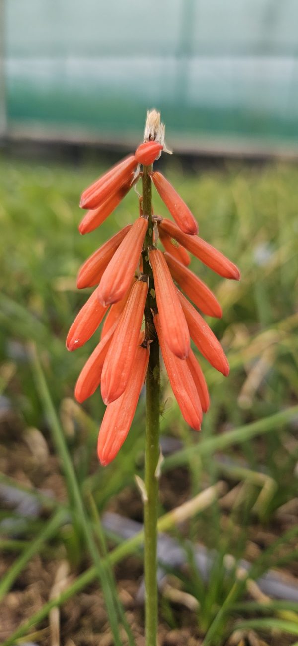 Kniphofia 'Amazing Fun'