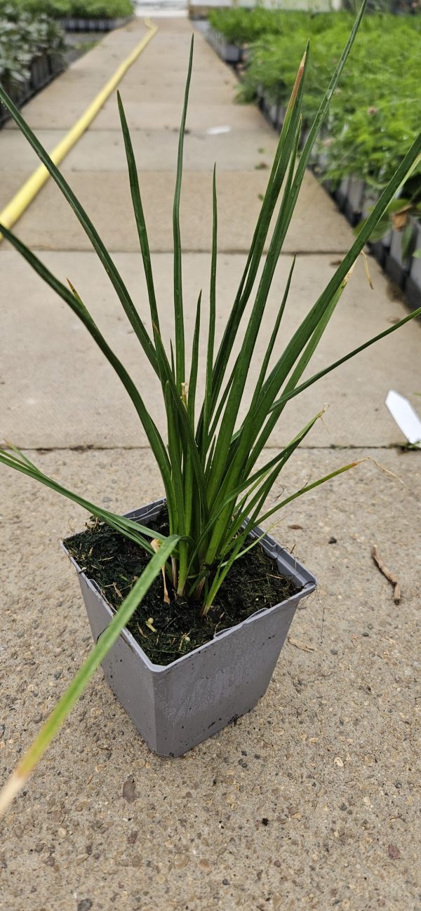 Kniphofia 'Amazing Fun'