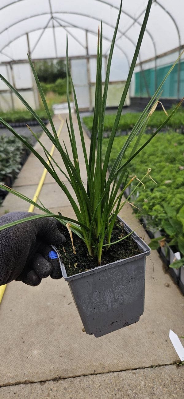 Kniphofia 'Amazing Fun'