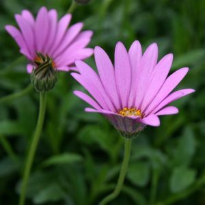 Osteospermum jucundum var. compactum