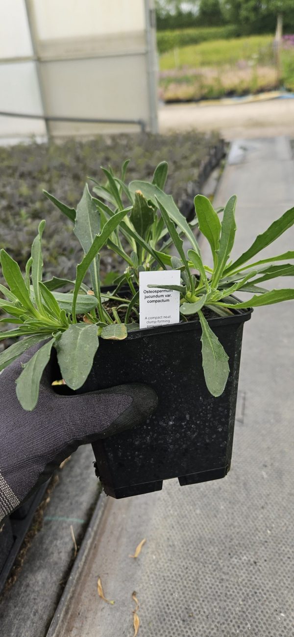 Osteospermum jucundum var. compactum2 Osteospermum jucundum var. compactum