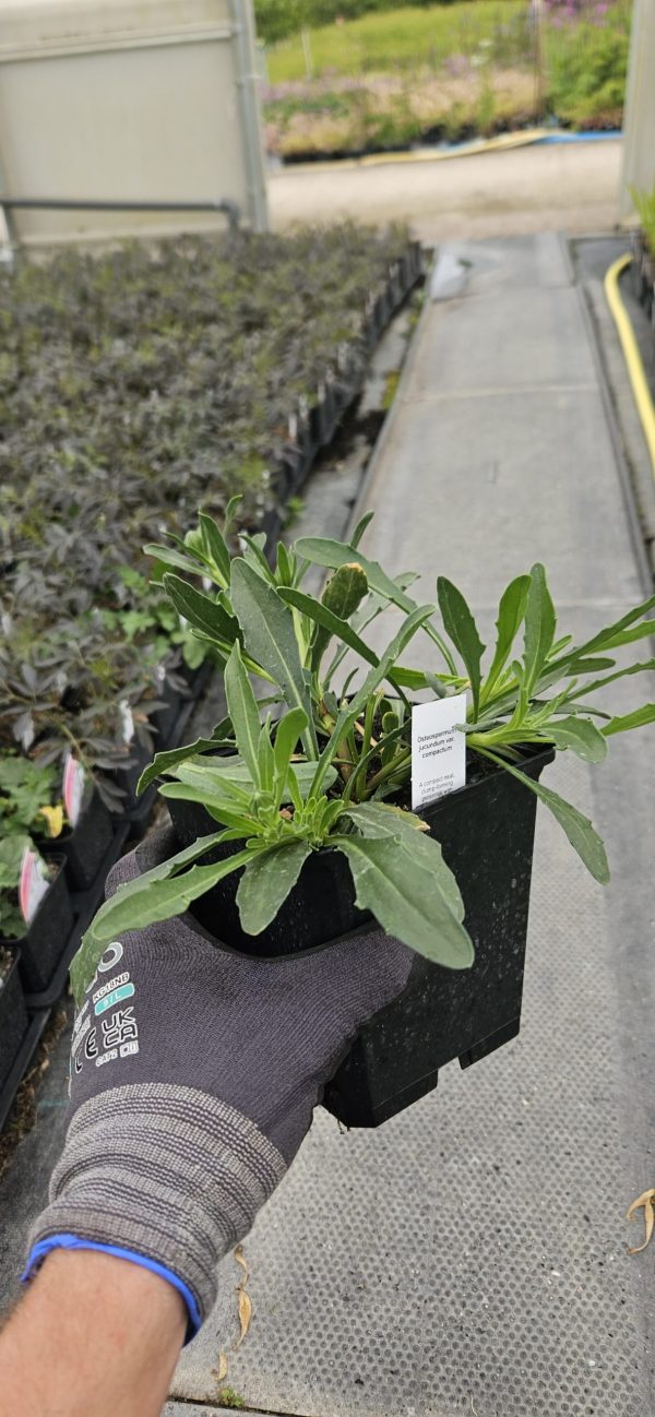 Osteospermum jucundum var. compactum3 Osteospermum jucundum var. compactum