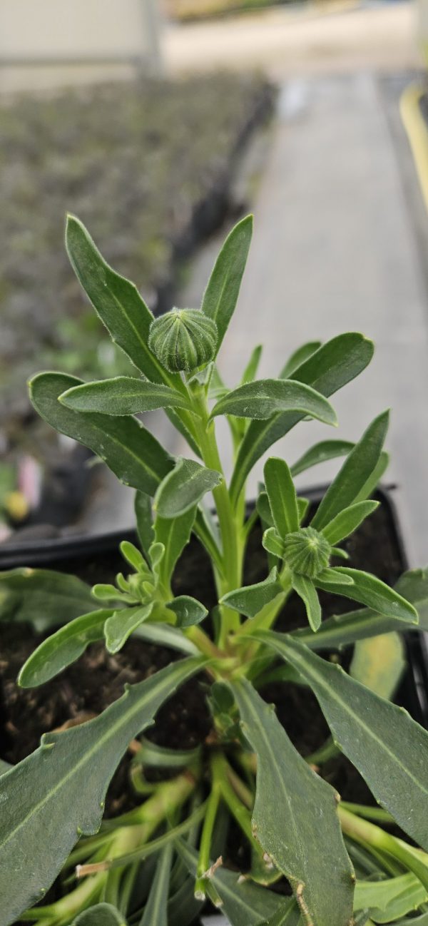Osteospermum jucundum var. compactum4 Osteospermum jucundum var. compactum