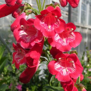 Penstemon 'King George V'