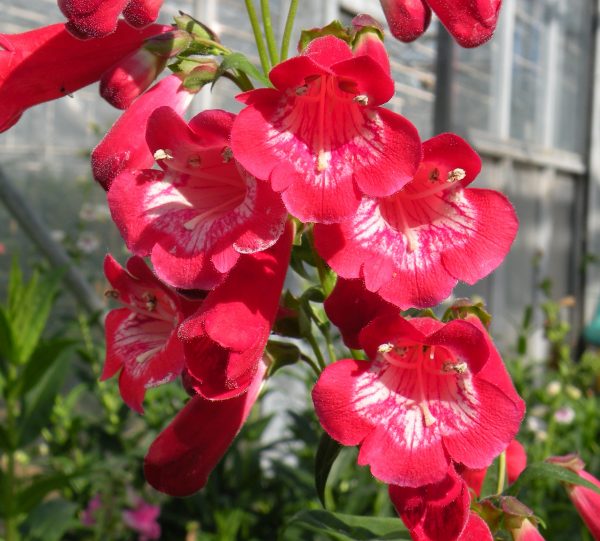 Penstemon 'King George V' Penstemon 'King George V'