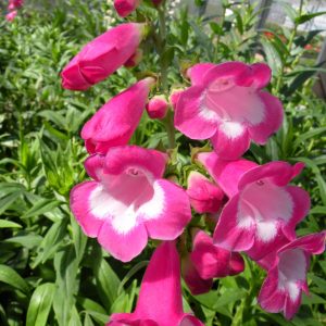 Penstemon 'Maurice Gibbs'