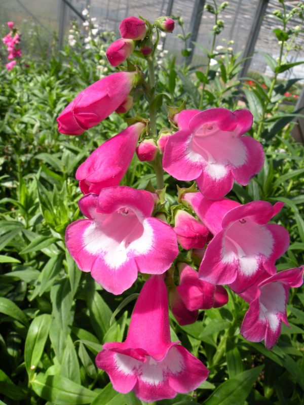 Penstemon 'Maurice Gibbs' Penstemon 'Maurice Gibbs'