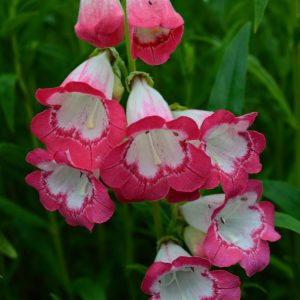 Penstemon 'Pershore Pink Necklace'