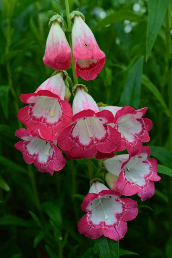 Penstemon 'Pershore Pink Necklace' Penstemon 'Pershore Pink Necklace'