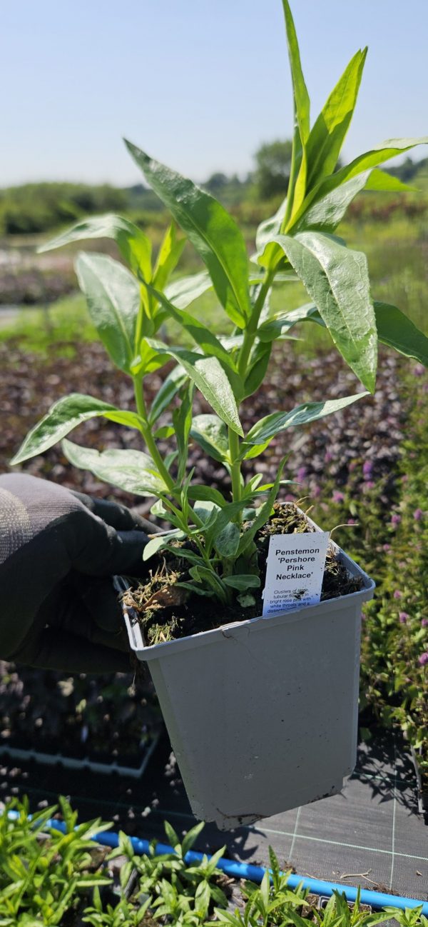 Penstemon 'Pershore Pink Necklace'4 Penstemon 'Pershore Pink Necklace'