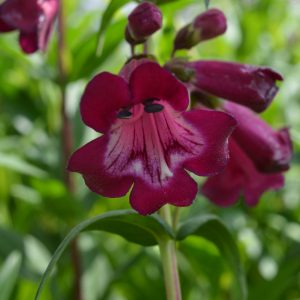 Penstemon 'Port Wine'