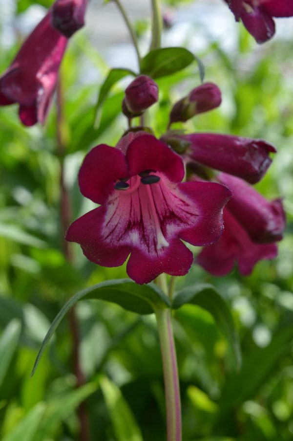 Penstemon 'Port Wine' Penstemon 'Port Wine'