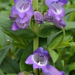 Penstemon 'Stapleford Gem'