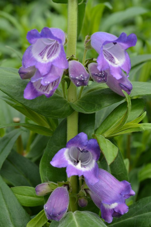 Penstemon 'Stapleford Gem' Penstemon 'Stapleford Gem'