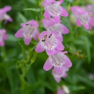 Penstemon 'Summertime Pink'