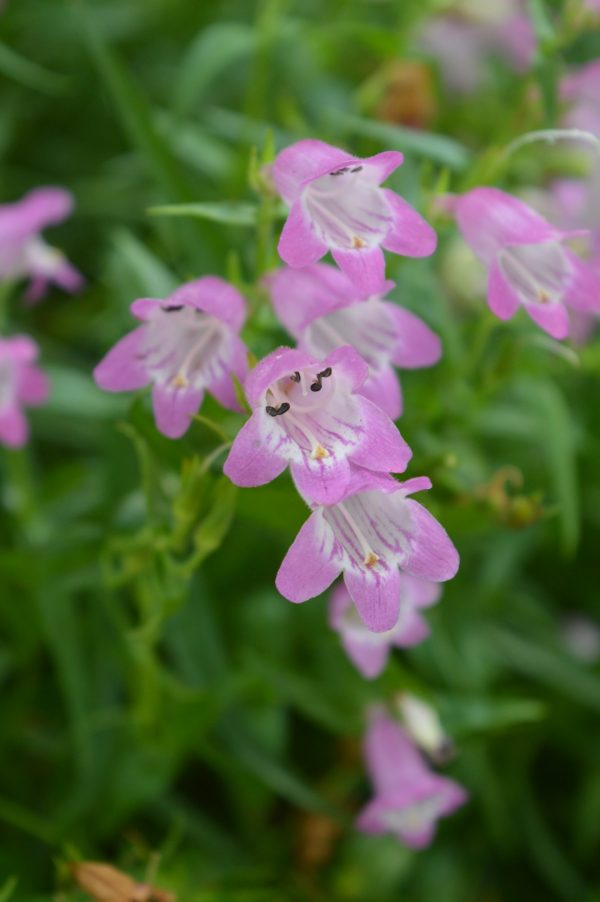 Penstemon 'Summertime Pink' Penstemon 'Summertime Pink'