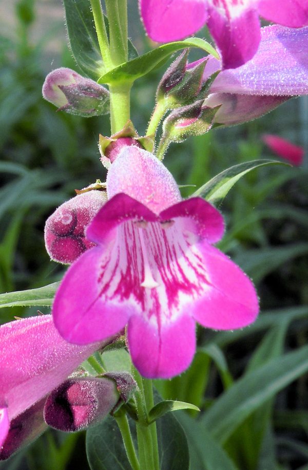 Penstemon Volcano 'Vesuvius' Penstemon Volcano 'Vesuvius'