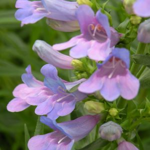 Penstemon heterophyllus 'Heavenly Blue'