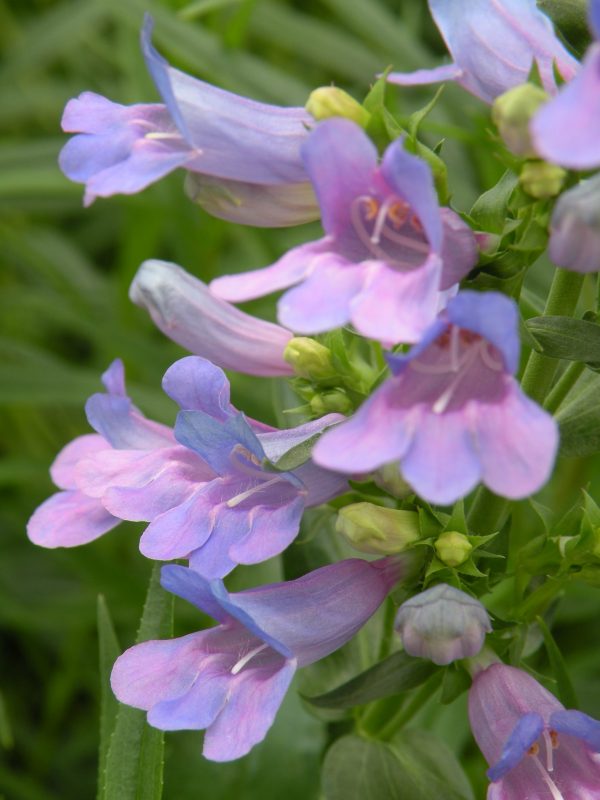 Penstemon heterophyllus 'Heavenly Blue' Penstemon heterophyllus 'Heavenly Blue'
