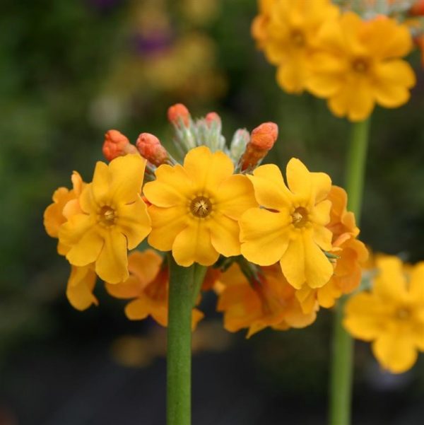 Primula bulleyana Primula bulleyana