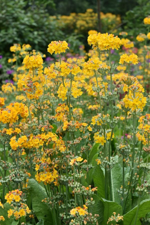 Primula bulleyana3 Primula bulleyana