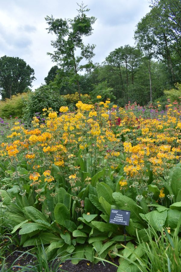 Primula bulleyana4 Primula bulleyana