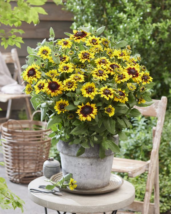 Rudbeckia Enchanted Cosmic Eye Rudbeckia hirta 'Enchanted Cosmic Eye'