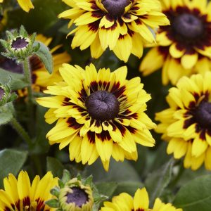 Rudbeckia hirta 'Enchanted Cosmic Eye'