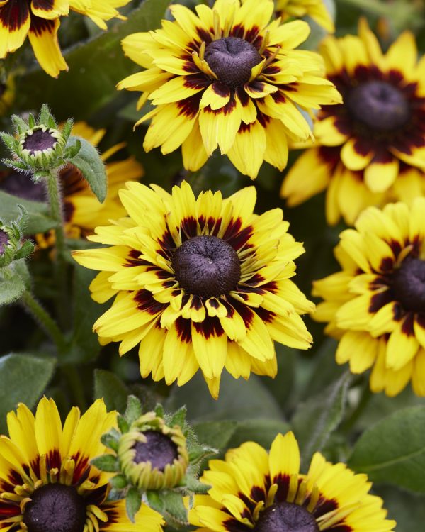 Rudbeckia Kosmisch Oog Betoverd Rudbeckia hirta 'Enchanted Cosmic Eye'