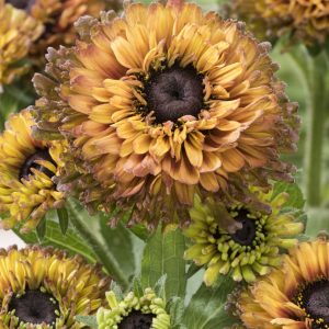 Rudbeckia hirta 'Nightfall Enchanted'