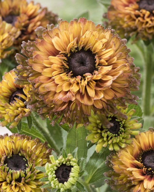Rudbeckia VPRU 17/12 Rudbeckia hirta 'Nightfall Enchanted'
