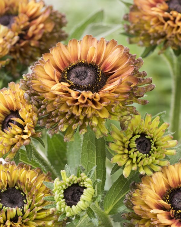 Rudbeckia VPRU 17/12 Rudbeckia hirta 'Nightfall Enchanted'