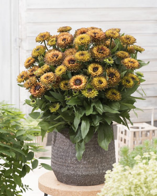 Rudbeckia VPRU 17/12 Rudbeckia hirta 'Nightfall Enchanted'