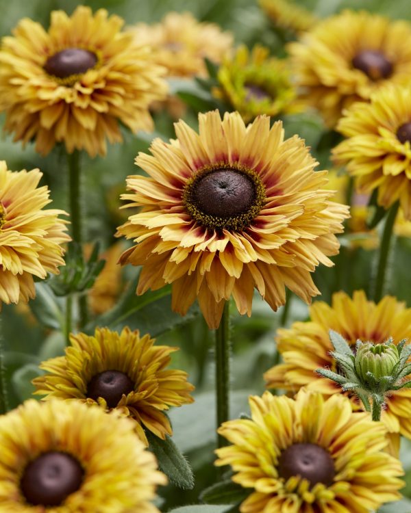 Rudbeckia 1749 Rudbeckia hirta 'Sun Enchanted'