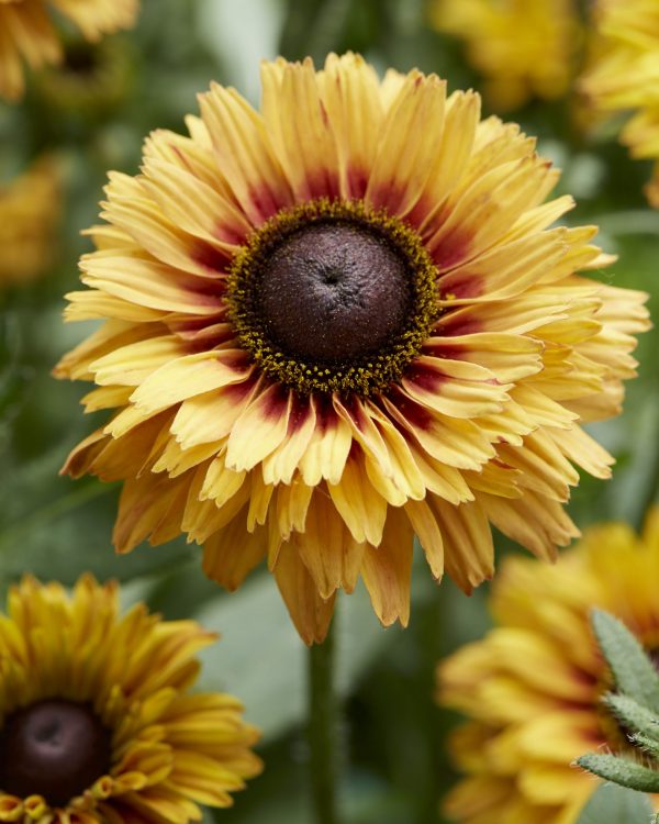 Rudbeckia 1749 Rudbeckia hirta 'Sun Enchanted'