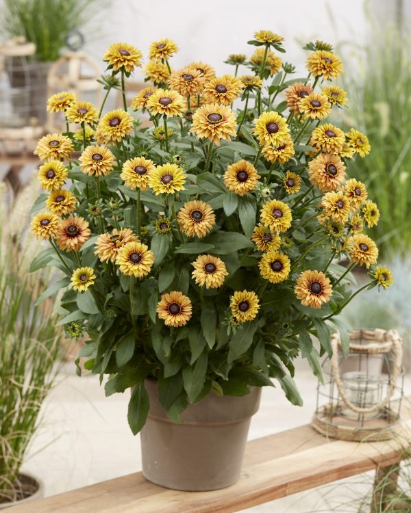 Rudbeckia 1749 Rudbeckia hirta 'Sun Enchanted'