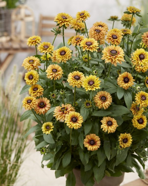Rudbeckia 1749 Rudbeckia hirta 'Sun Enchanted'