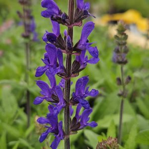 Salvia nemorosa 'Dark Matter'