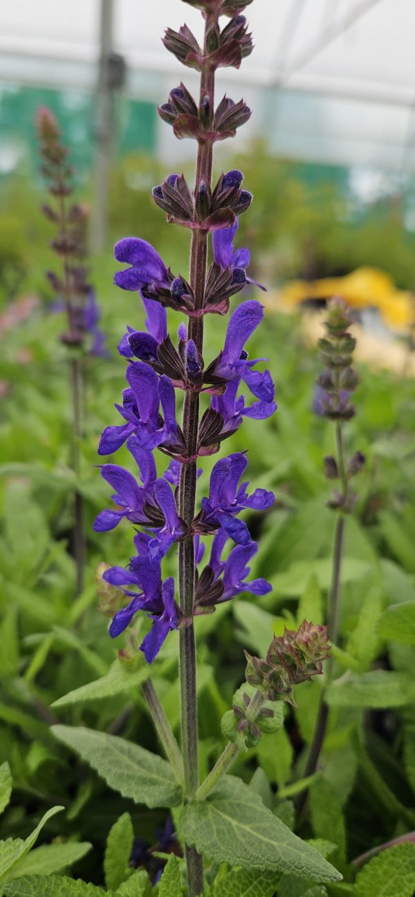 Salvia nemorosa 'Dark Matter'