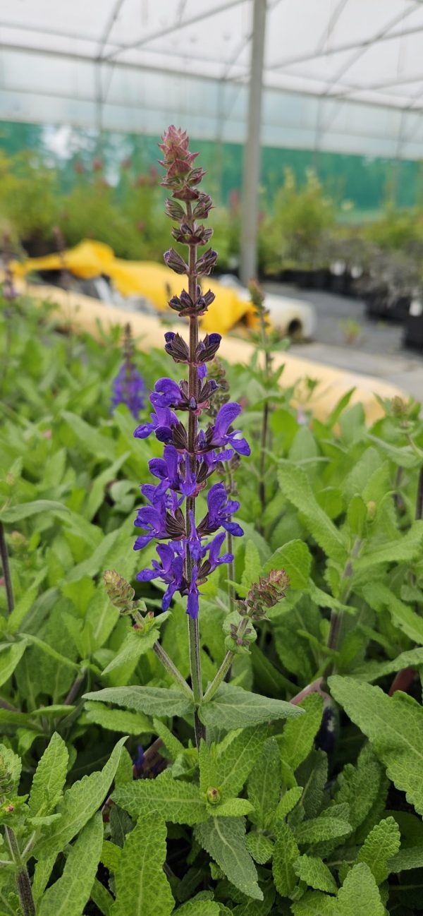 Salvia nemorosa 'Dark Matter' 3