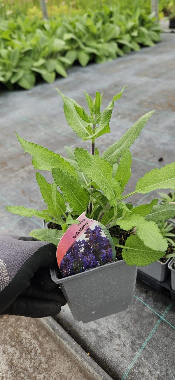 Salvia nemorosa 'Dark Matter' 4